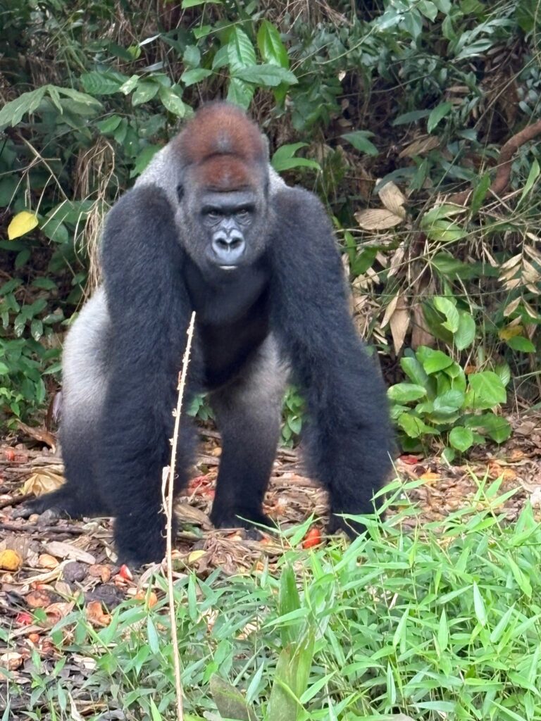 acd74e8a-0a97-41f4-97d5-6e053140bf14