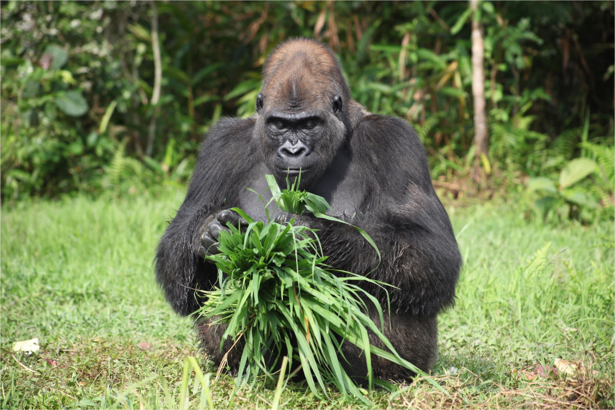 Gorilla