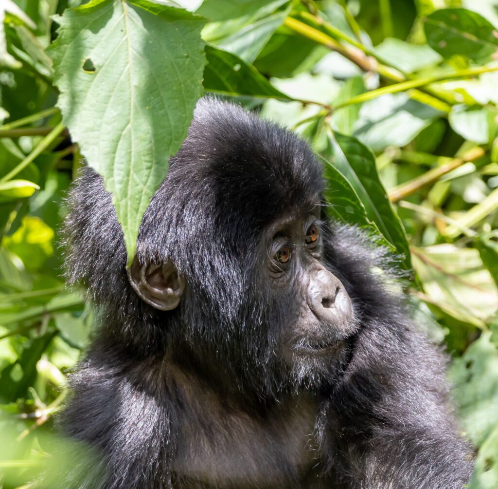 baby-gorilla-7708345