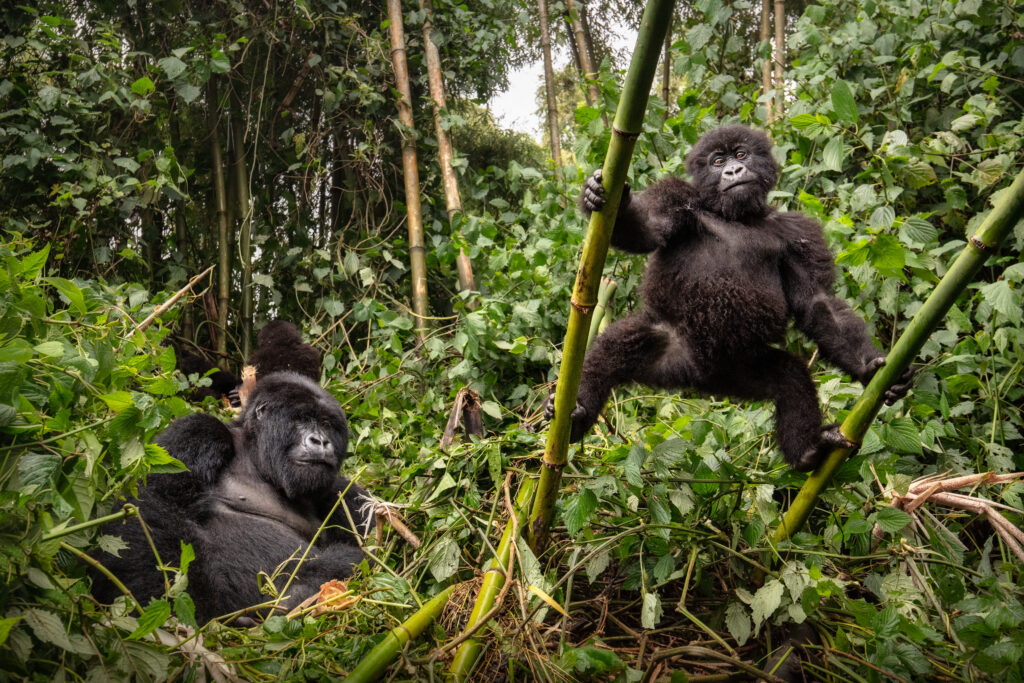 mountain-gorillas-gorilla-beringei-beringei