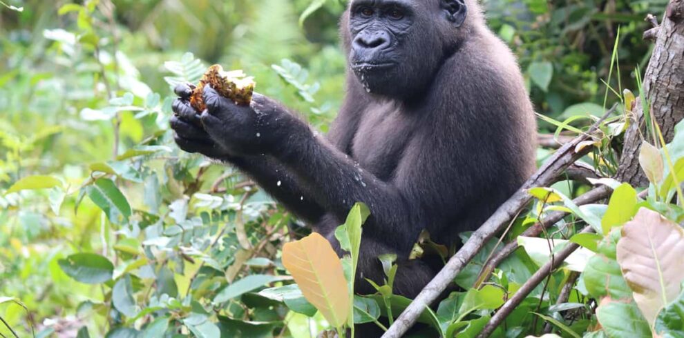 monkey | DR Congo tours