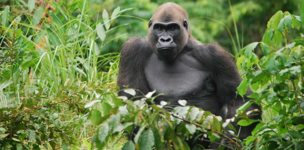 Monkey | Lake Tele Congo
