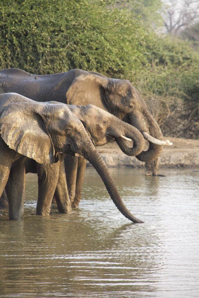 elephants-7651446