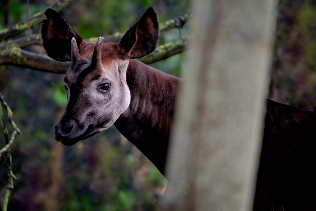 okapi-7766932