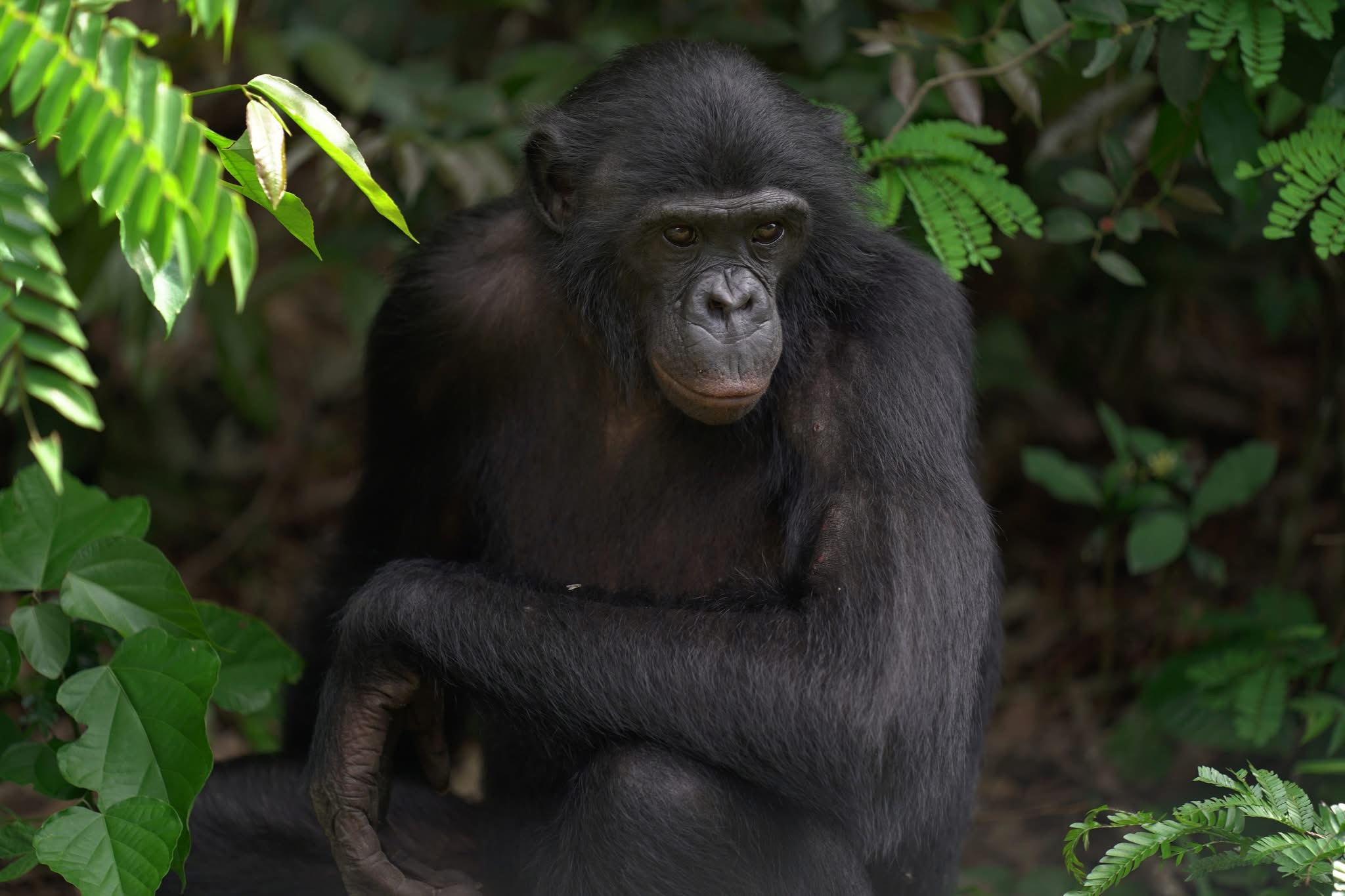 Gorilla trekking