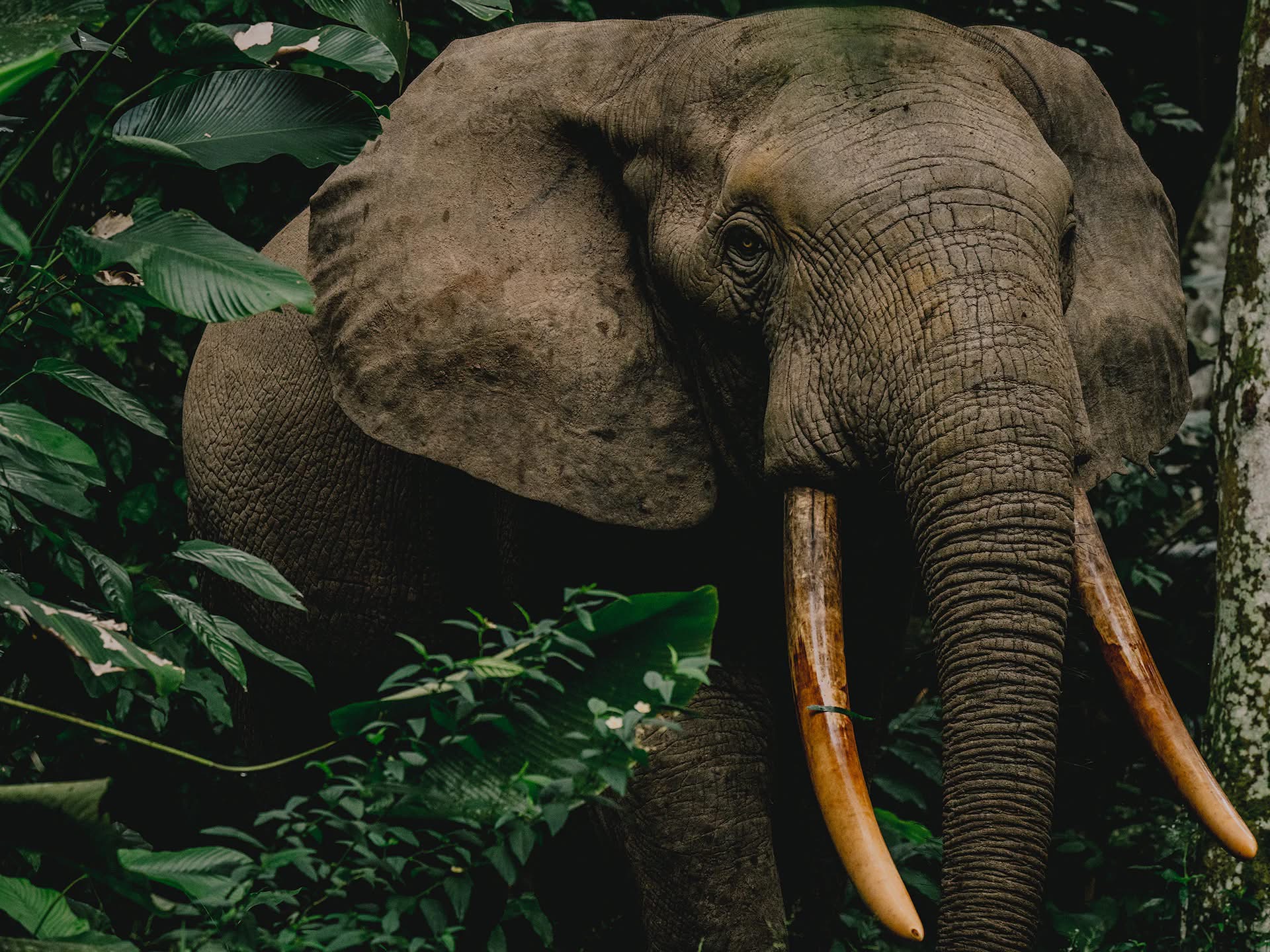 Elephant in the Congo Basin