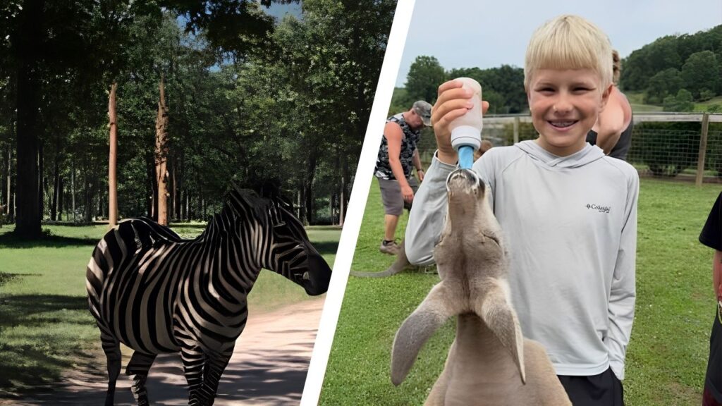 Endura Wildlife Safari Park