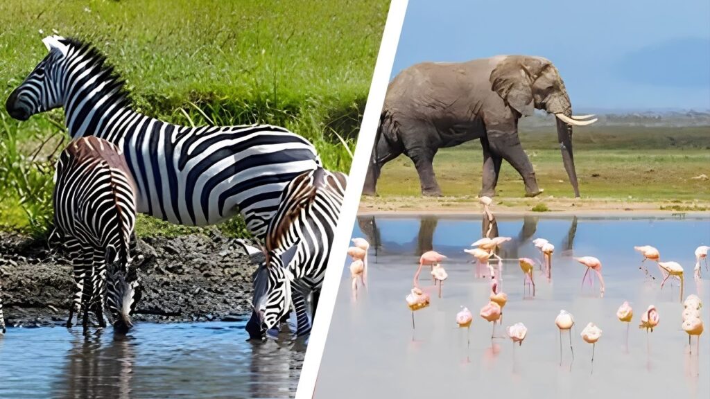 Lake Hartwell Wildlife Safari