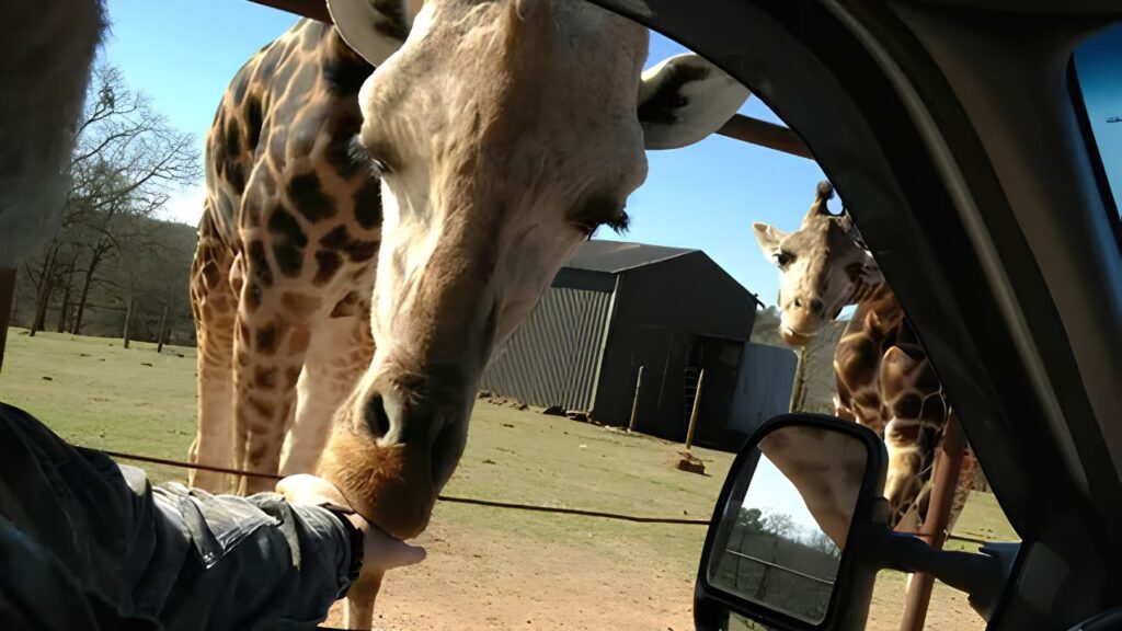 Lake Hartwell Wildlife Safari