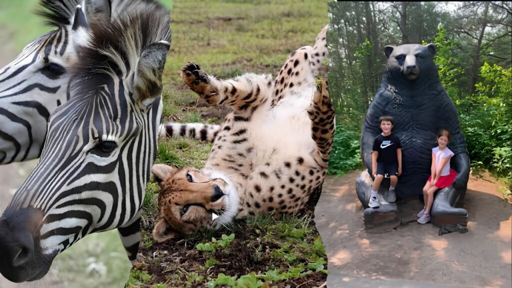 Safari North Wildlife Park