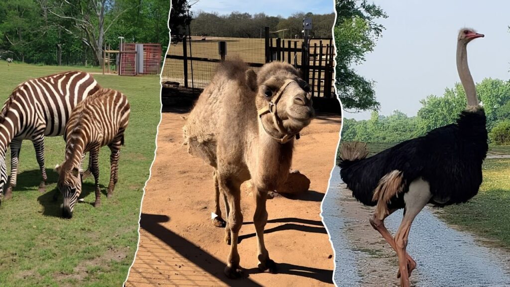 Lake Hartwell Wildlife Safari