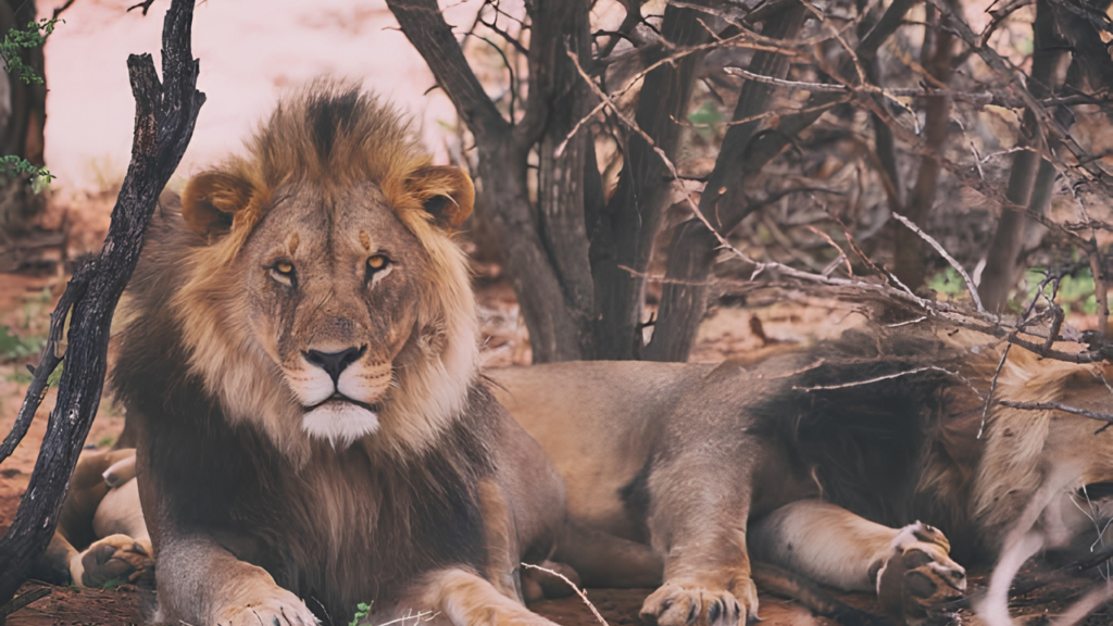 Luxury South Africa Safari