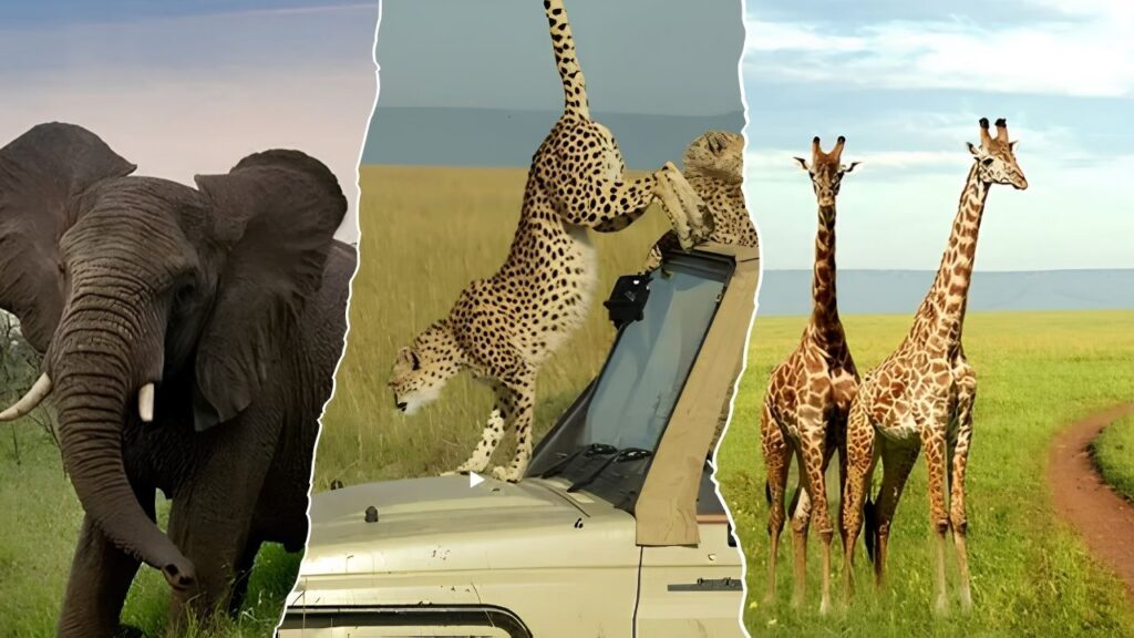 African Safari