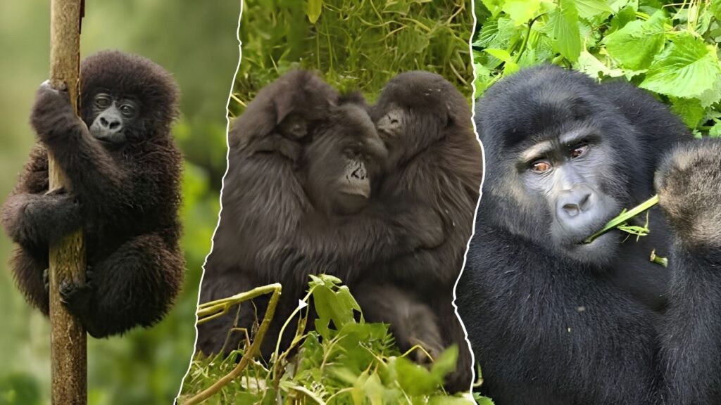 Gorilla Trekking Rwanda