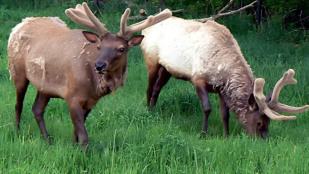 Lee G. Simmons Conservation and Wildlife Safari