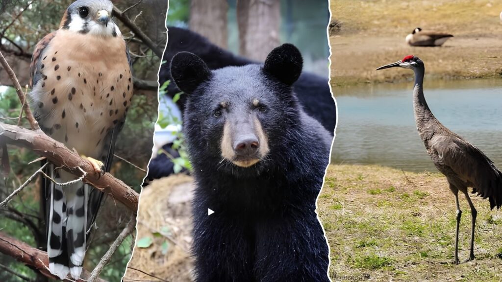 Lee G. Simmons Conservation and Wildlife Safari