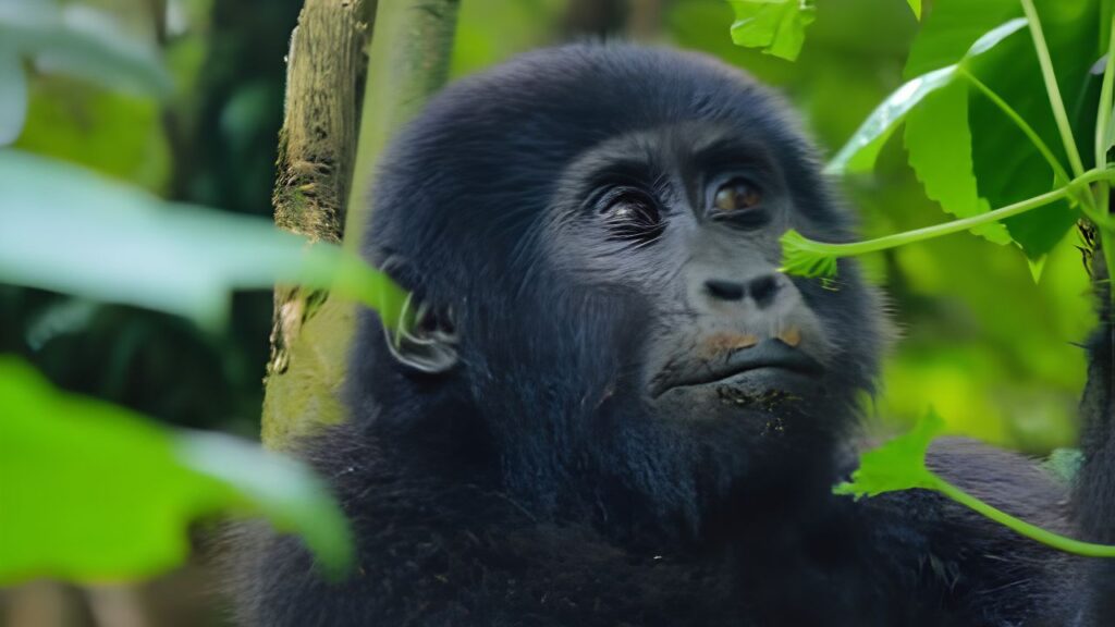 Gorilla Trekking Rwanda