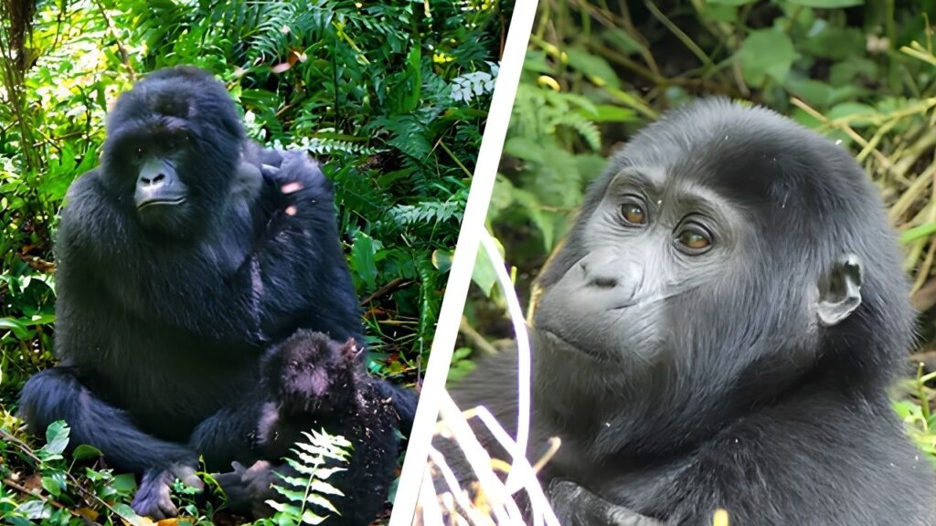 Congo Gorilla Trekking