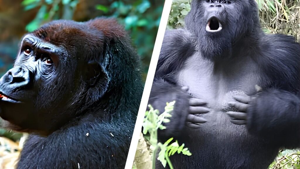 Gorilla Diss Track