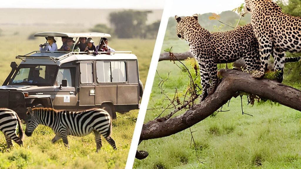African Wildlife Safari
