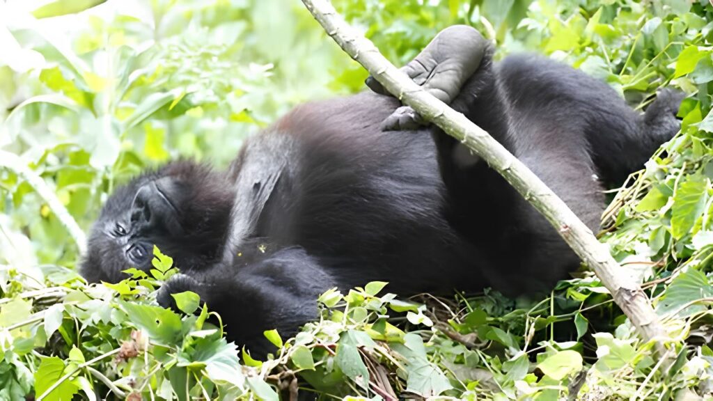 Congo Gorilla Trekking