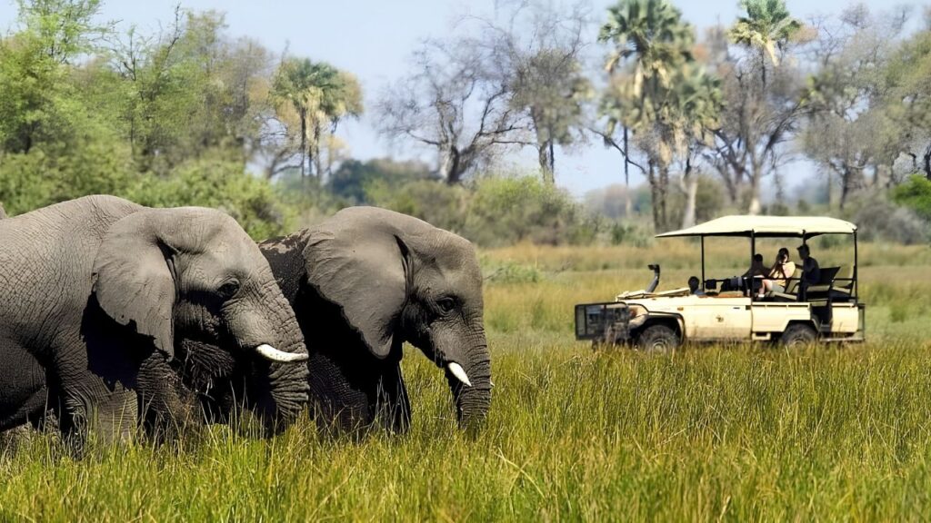 African Wildlife Safari