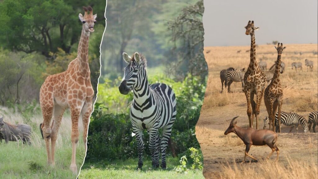 African Wildlife Safari