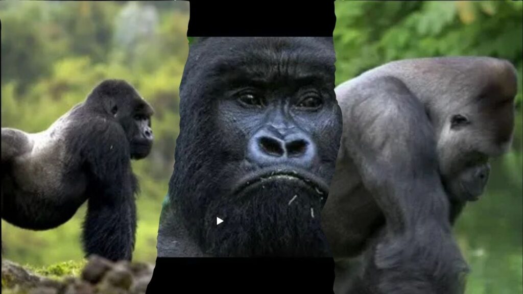 Gorilla Diss Track
