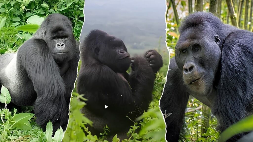 Congo Gorilla Trekking