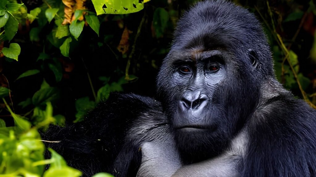Congo Gorilla Trekking