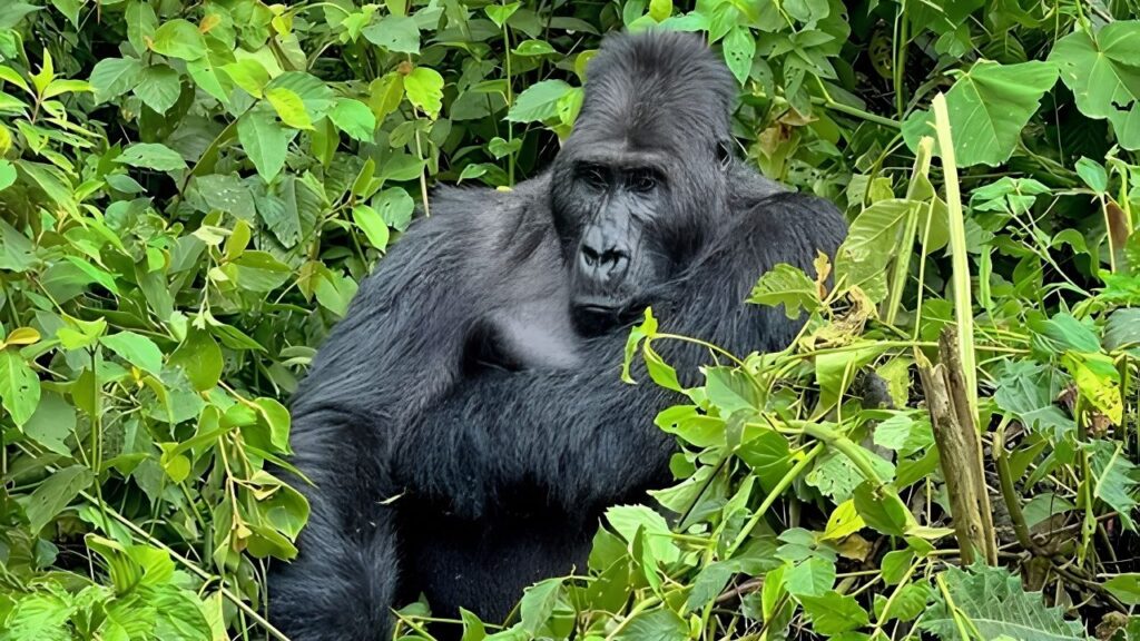Congo Safari