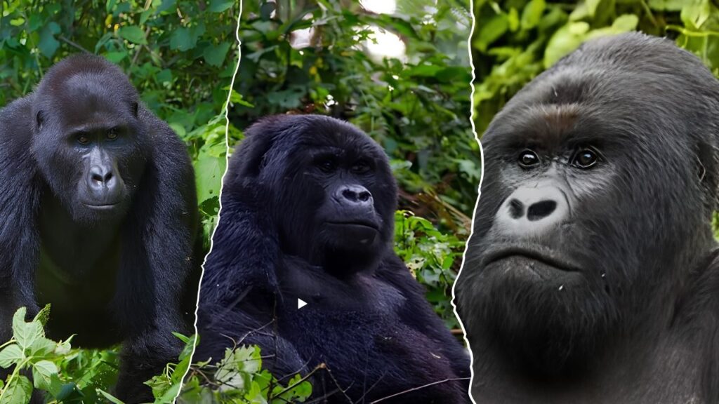 Gorilla Trekking Tour