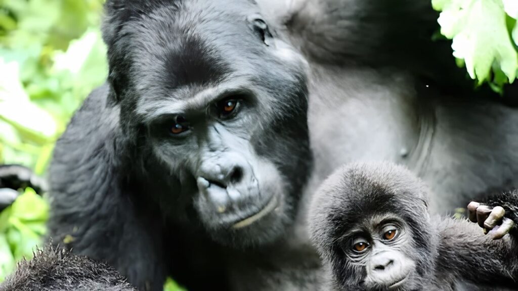 Gorilla Trekking Tour