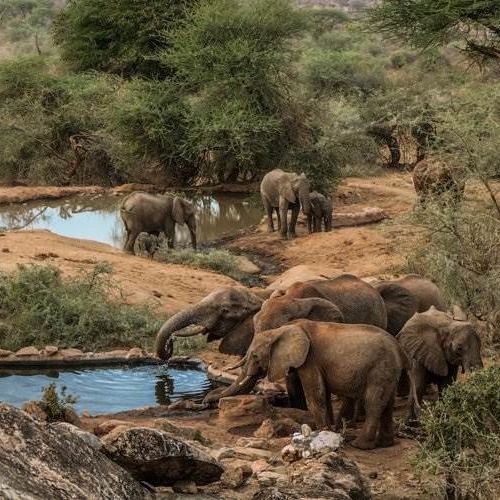 Elephant Tracking Congo