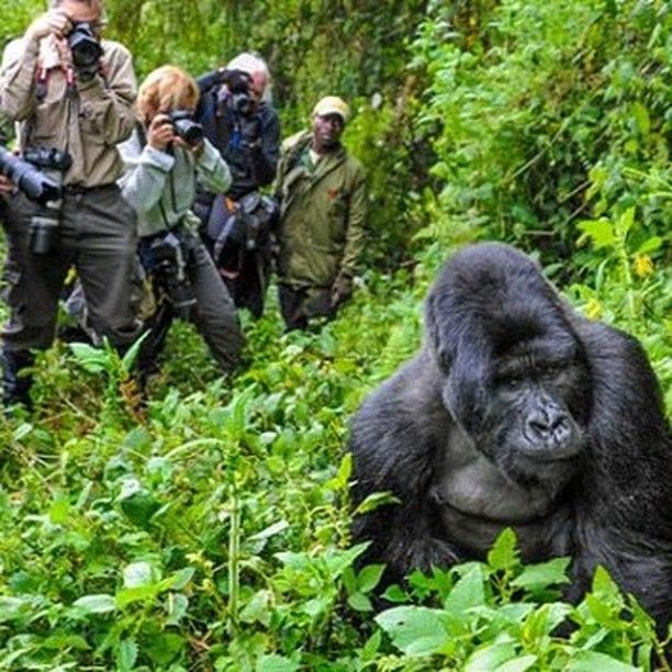 Gorilla Conservation